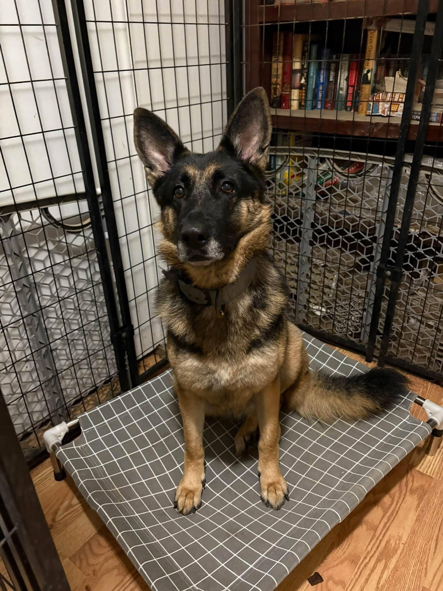Enlarge Neptune, a Adoptable German Shepherd Dog in Chesterfield, MO image 3/4