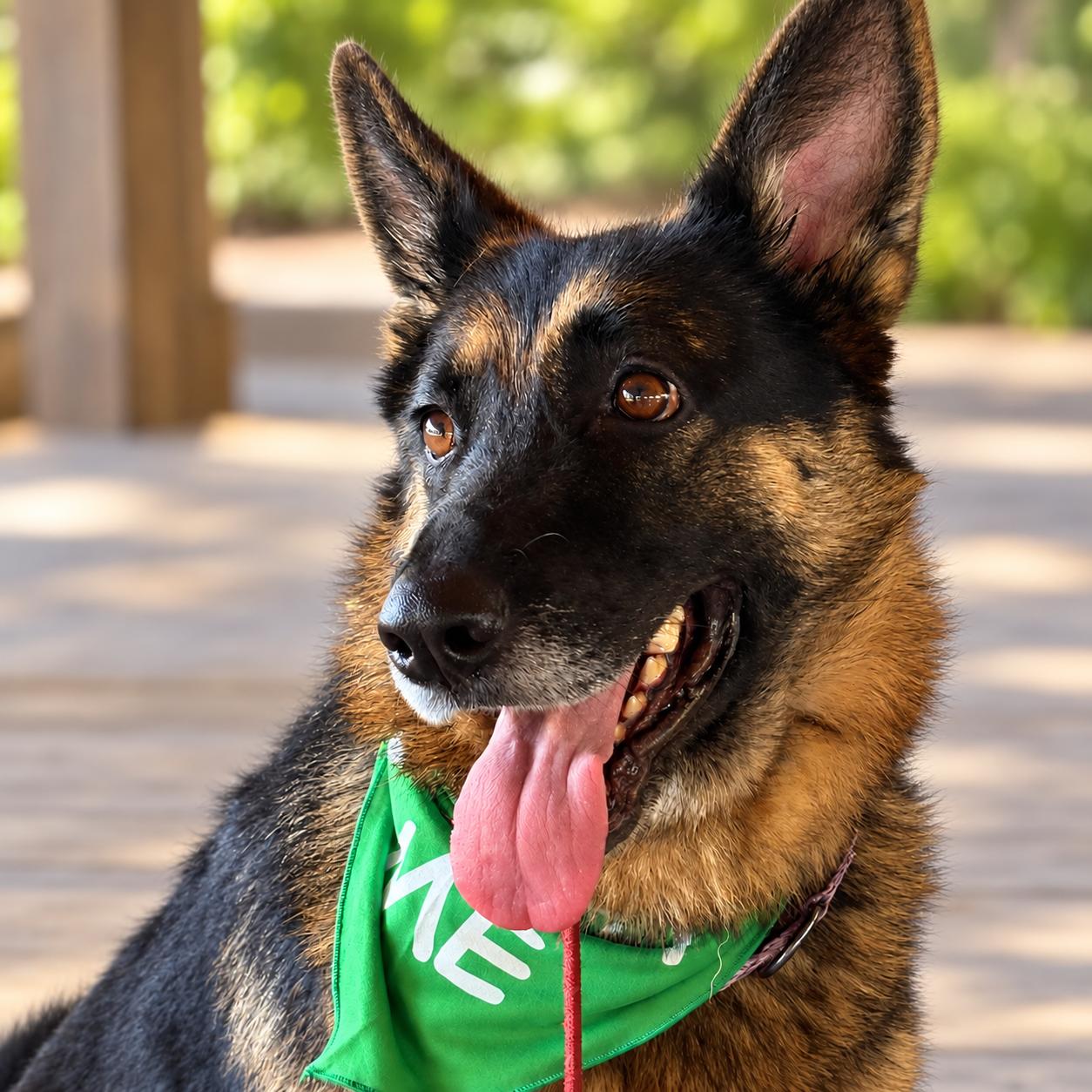 Enlarge Neptune, a Adoptable German Shepherd Dog in Chesterfield, MO image 1/4