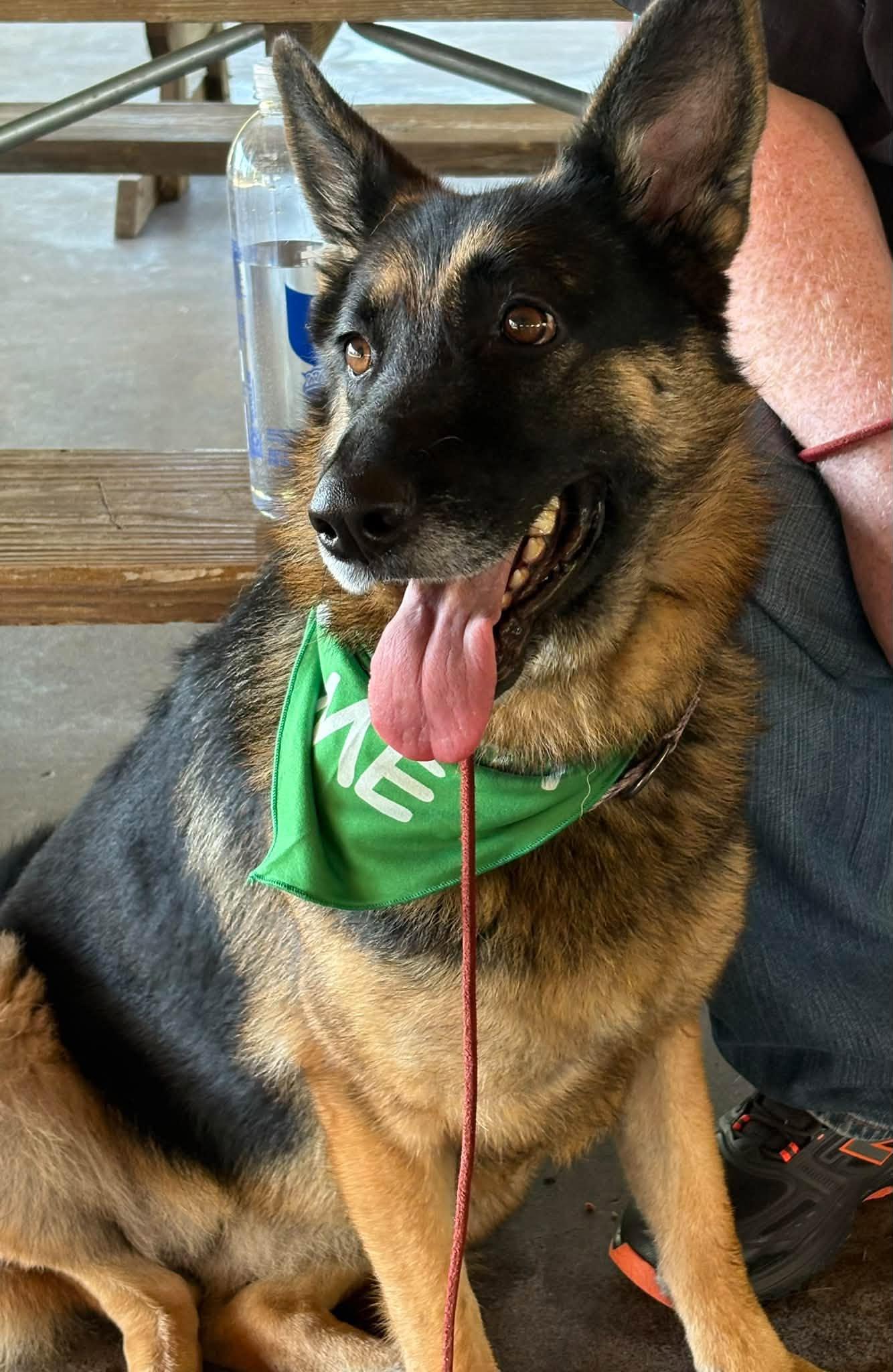 Enlarge Neptune, a Adoptable German Shepherd Dog in Chesterfield, MO image 4/4