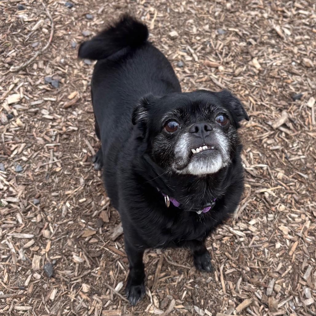 Bonnie, Adoptable, Senior Female Pug.