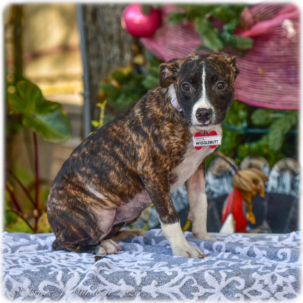 Wigglebutt, Adoptable, Young Female Pit Bull Terrier.