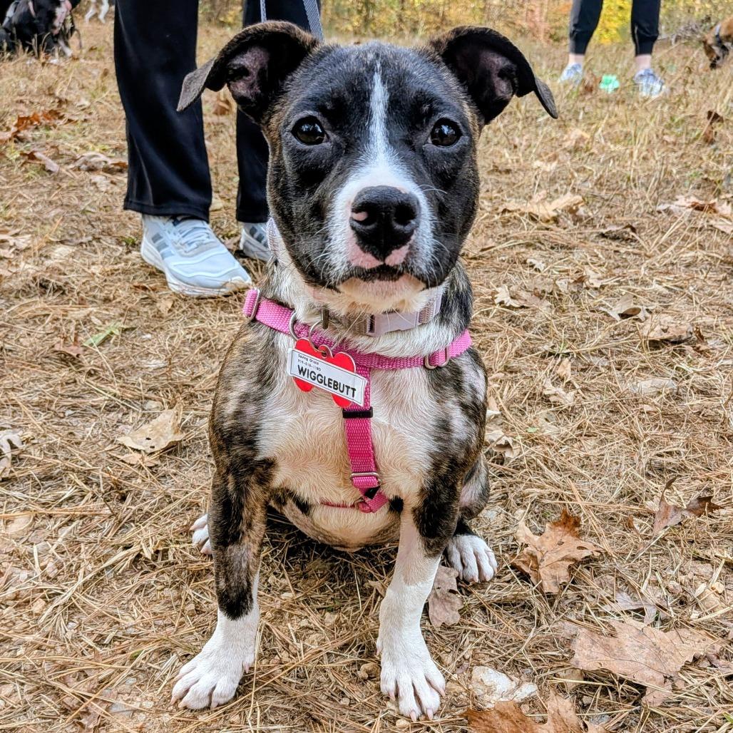 Enlarge Wigglebutt, a Adoptable Pit Bull Terrier in Wake Forest, NC image 2/6