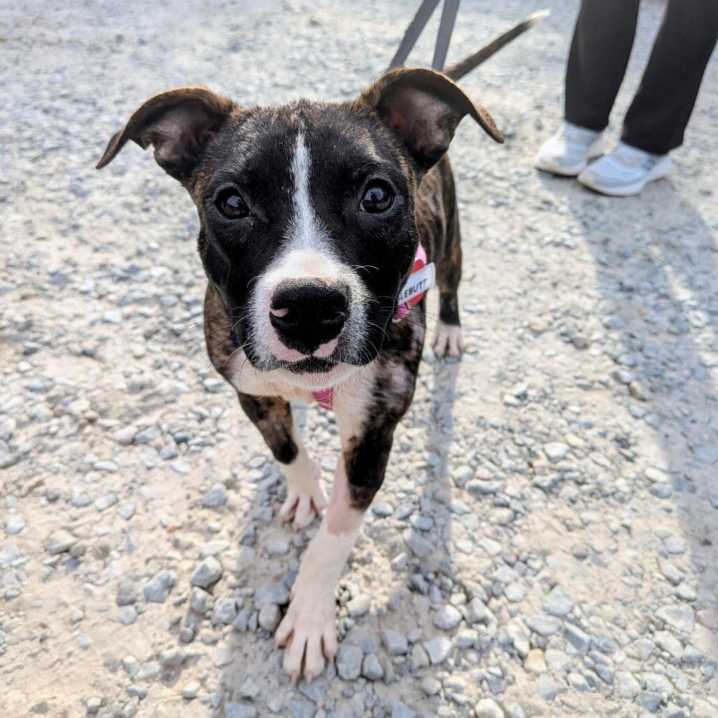 Enlarge Wigglebutt, a Adoptable Pit Bull Terrier in Wake Forest, NC image 3/6