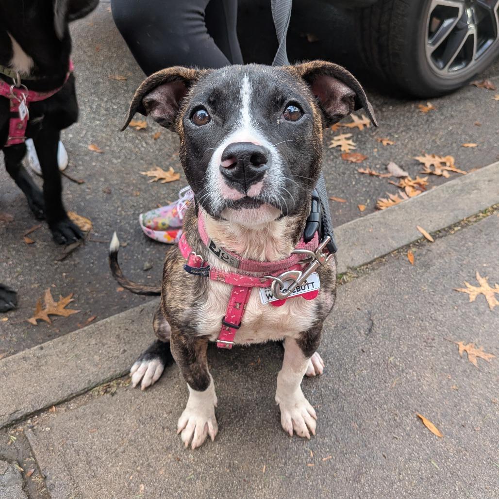 Enlarge Wigglebutt, a Adoptable Pit Bull Terrier in Wake Forest, NC image 4/6