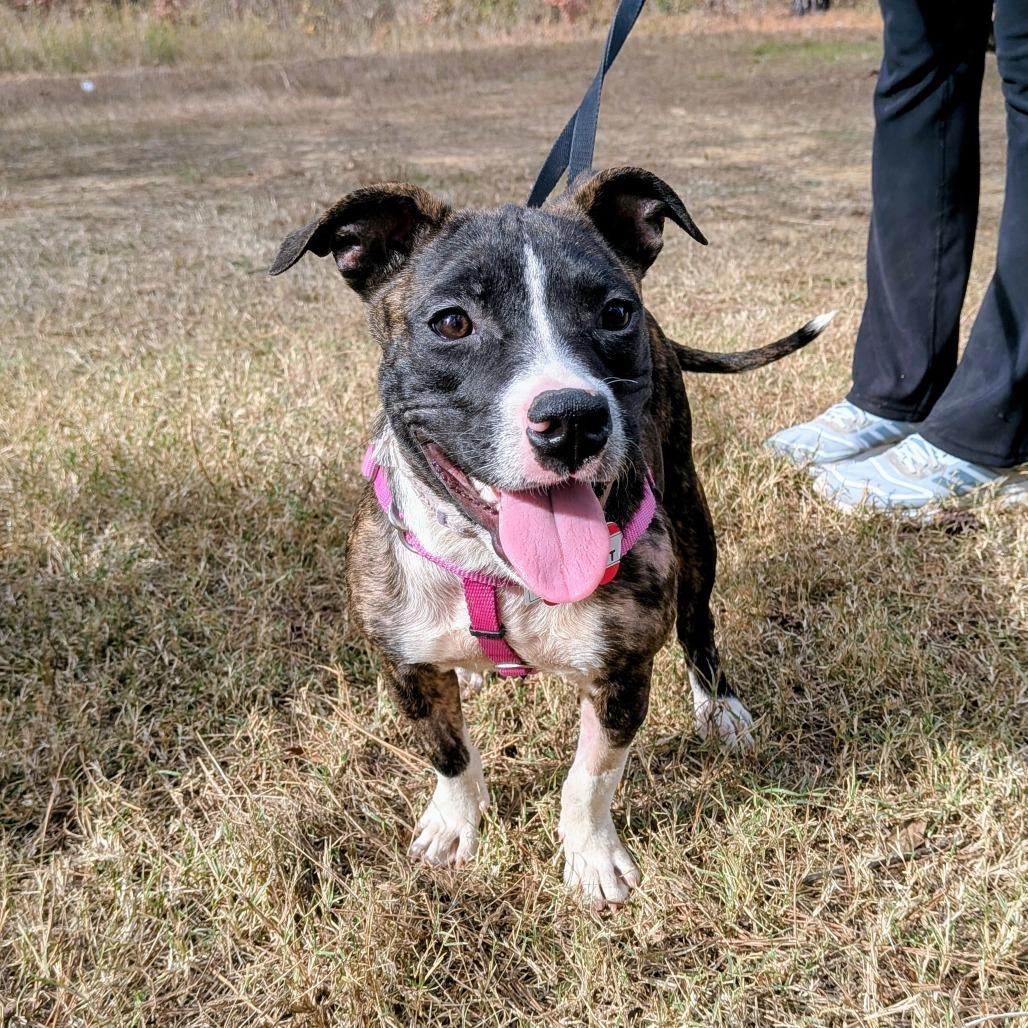 Enlarge Wigglebutt, a Adoptable Pit Bull Terrier in Wake Forest, NC image 5/6