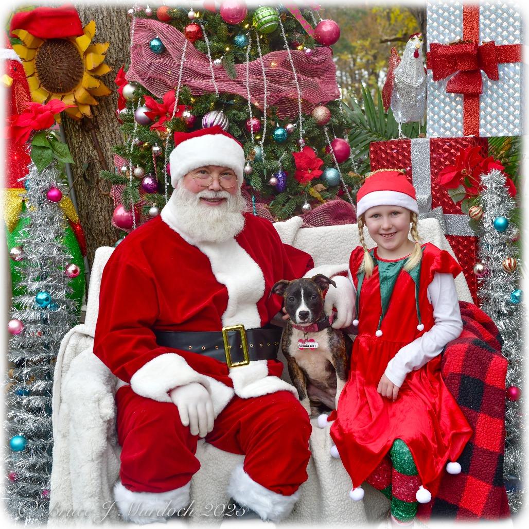 Enlarge Wigglebutt, a Adoptable Pit Bull Terrier in Wake Forest, NC image 6/6