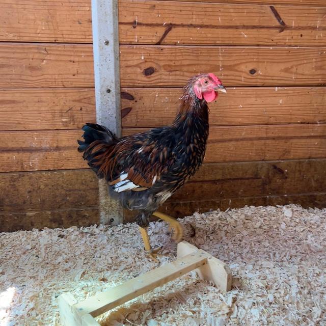 MORTON, Adoptable, Young Male Chicken.