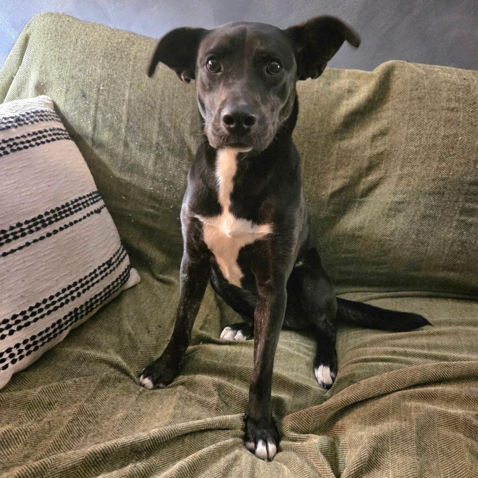 Enlarge Josie, a Adoptable mixed breed in Chattanooga, TN image 2/4