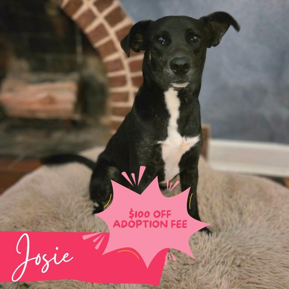 Enlarge Josie, a Adoptable mixed breed in Chattanooga, TN image 1/4