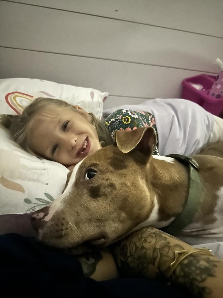 Mack, Adopted, Puppy Male American Staffordshire Terrier & American Bulldog.