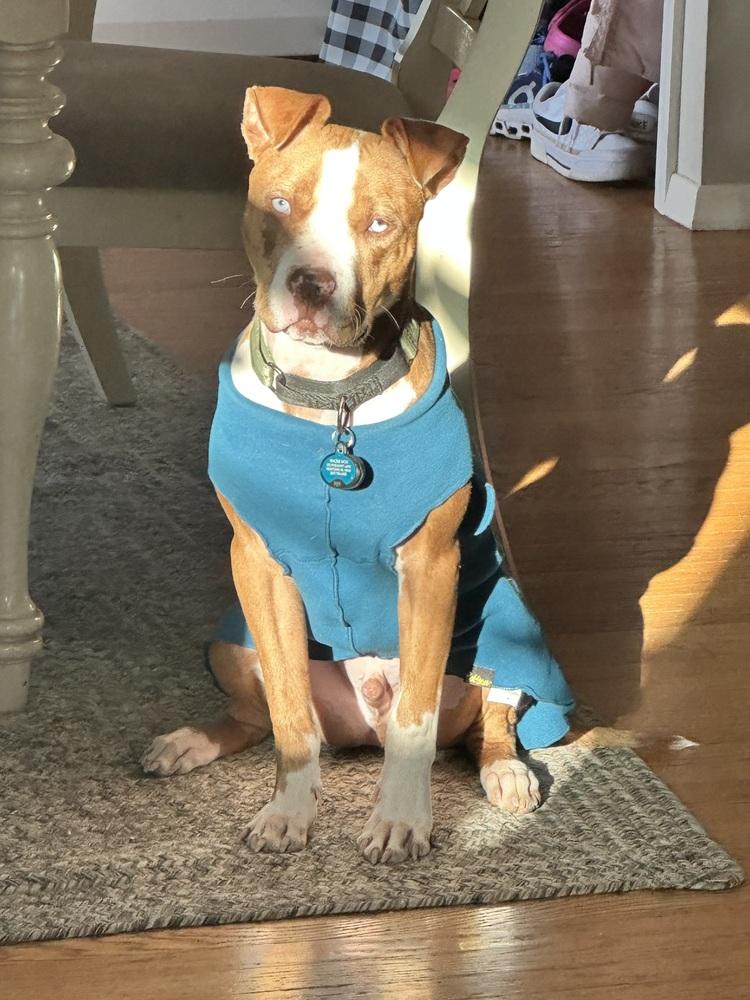 Enlarge Mack, a Adopted mixed breed in Yardley, PA image 2/6