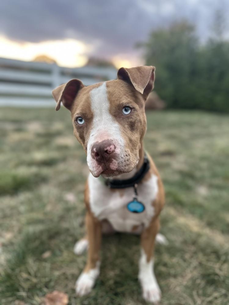 Enlarge Mack, a Adopted mixed breed in Yardley, PA image 3/6