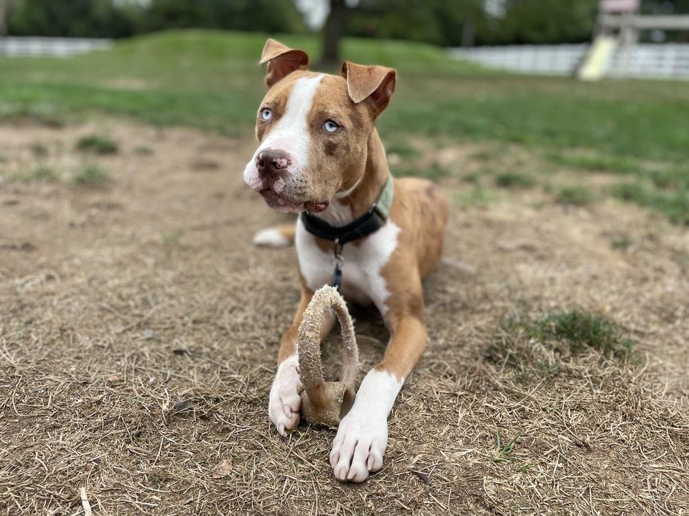 Enlarge Mack, a Adopted mixed breed in Yardley, PA image 4/6