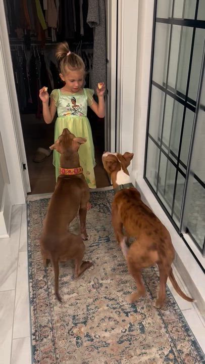 Enlarge Mack, a Adopted mixed breed in Yardley, PA video 5/6