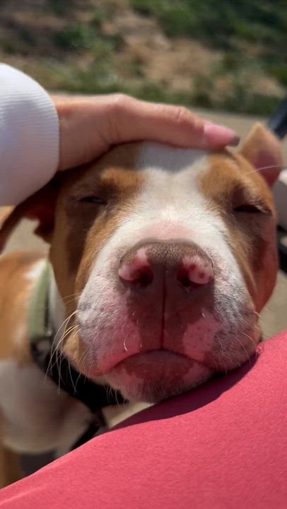 Enlarge Mack, a Adopted mixed breed in Yardley, PA video 6/6