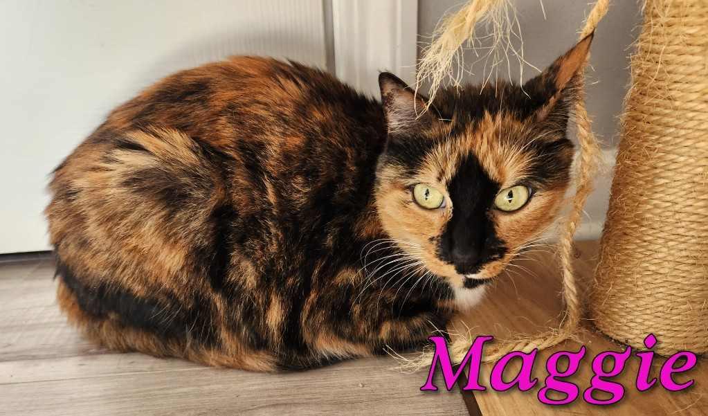 Enlarge Maggie, a Adopted Domestic Short Hair in Fort Walton Beach, FL image 1/1