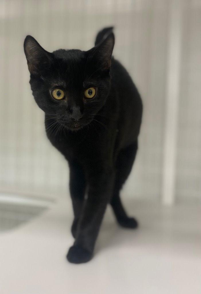 25-08 Hecktor, Adoptable, Young Male Domestic Short Hair.