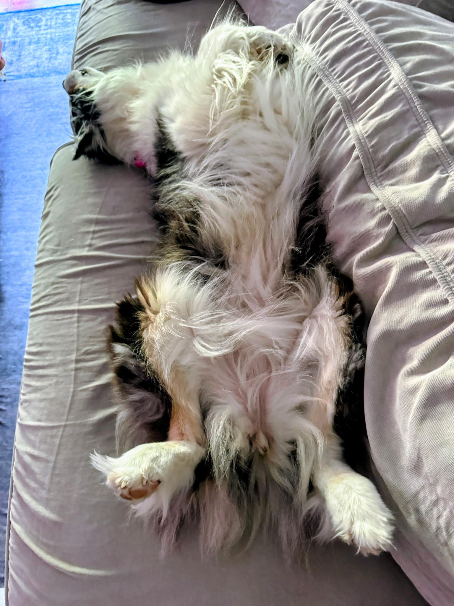Enlarge Ali, a Adoptable Australian Shepherd in Alexandria, VA image 4/6