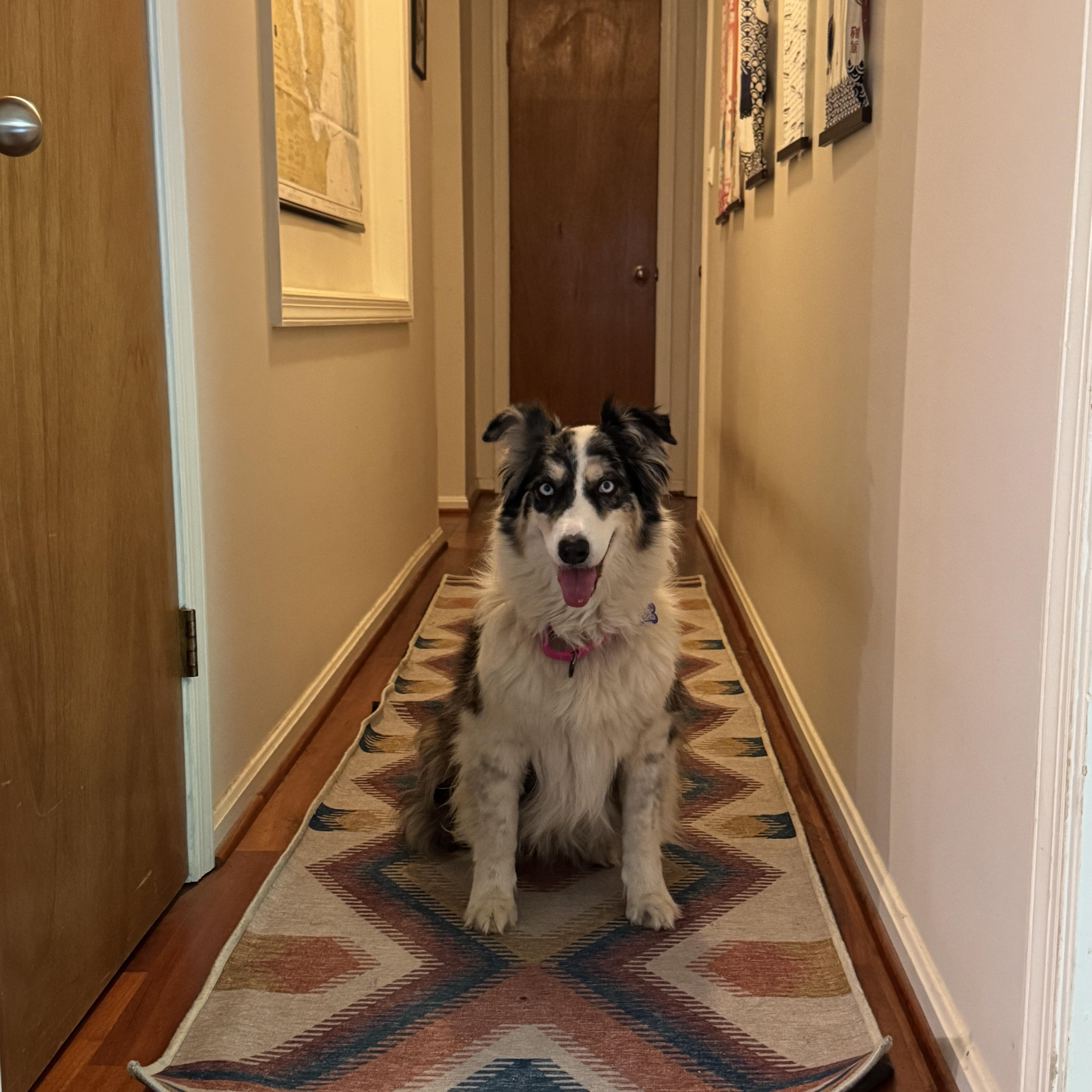 Ali, a ADOPTABLE Australian Shepherd in Alexandria, VA image 1/4