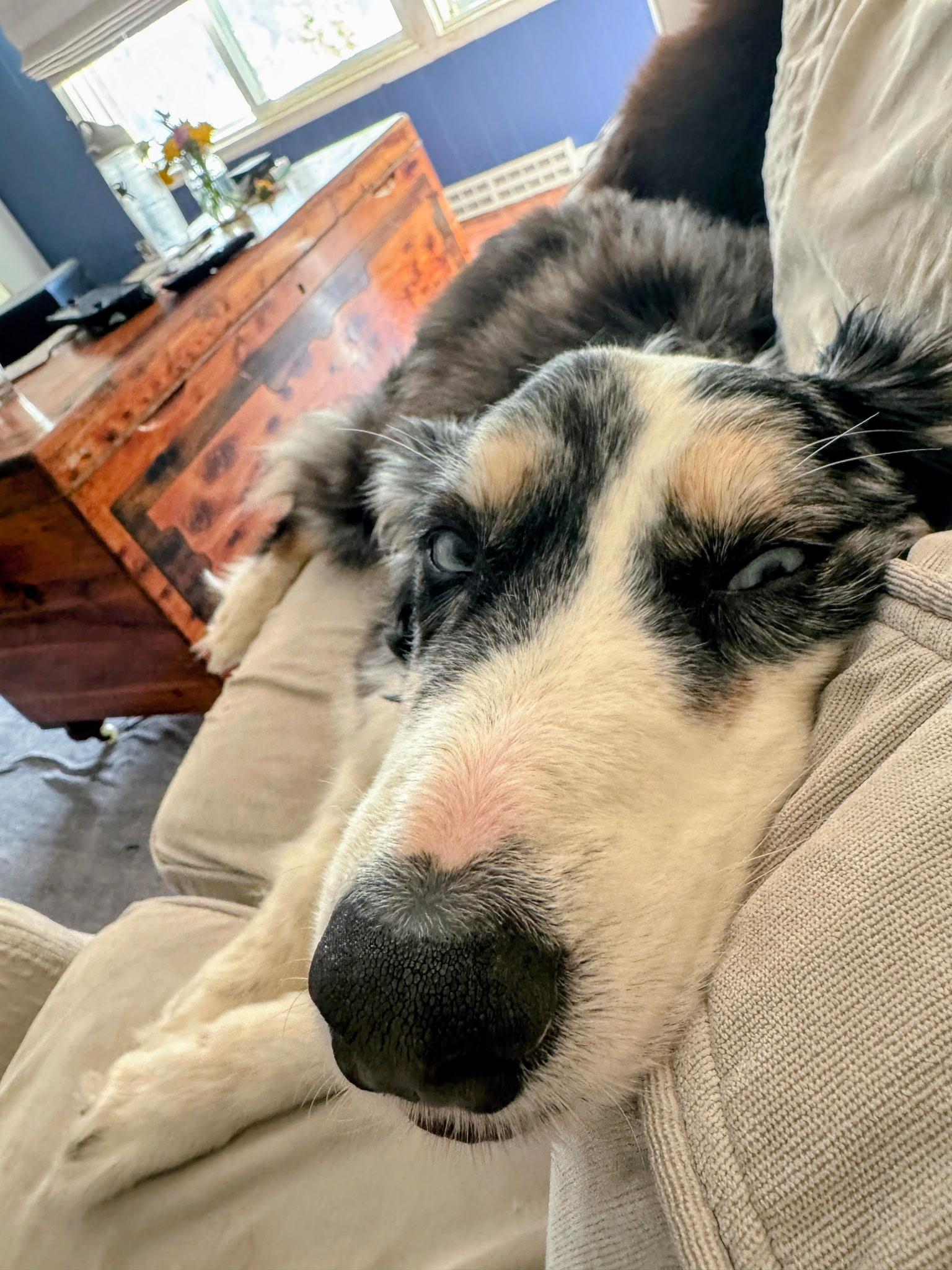Enlarge Ali, a Adoptable Australian Shepherd in Alexandria, VA image 6/6