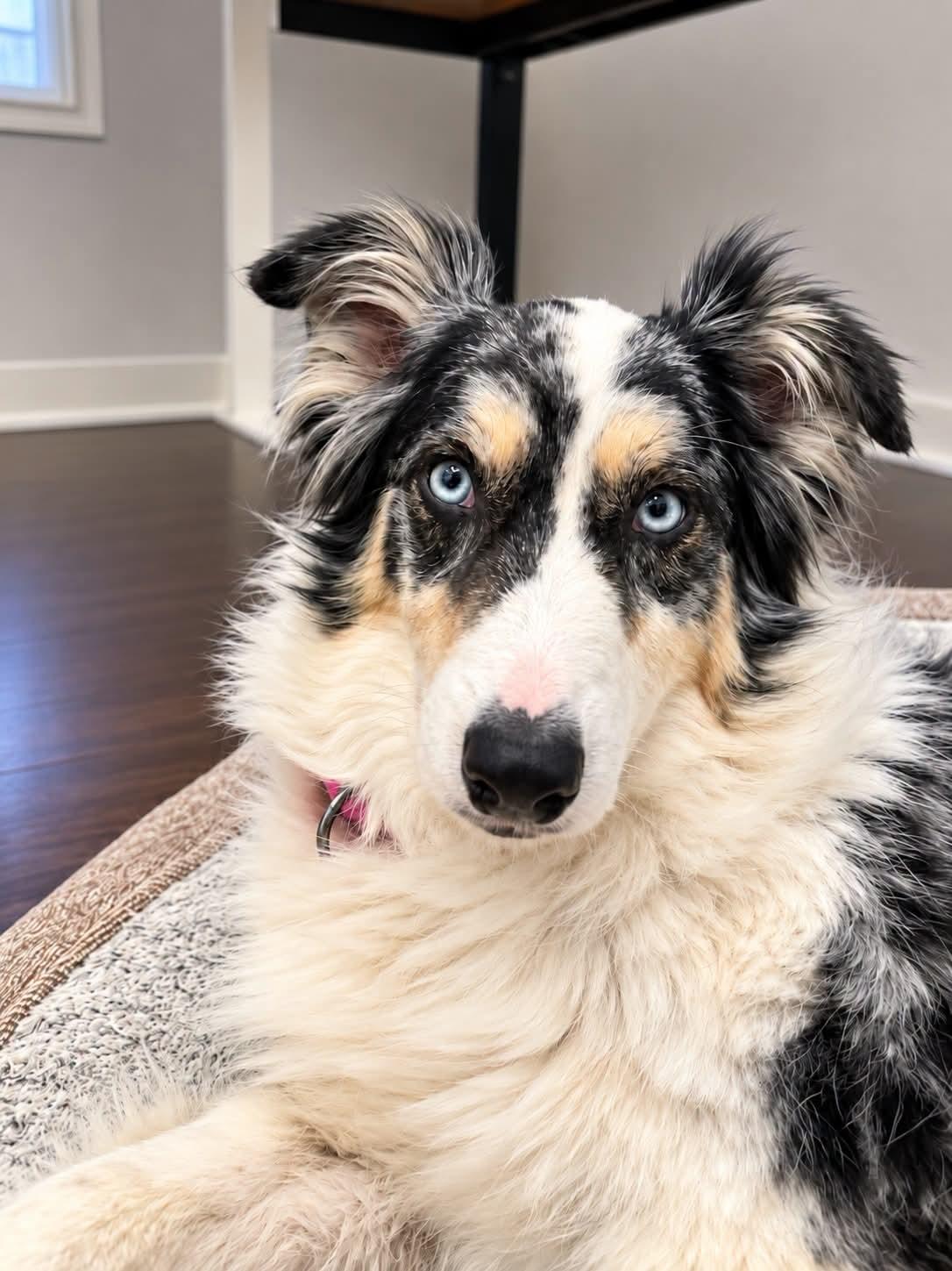 Ali, ADOPTABLE, Adult Female Australian Shepherd.