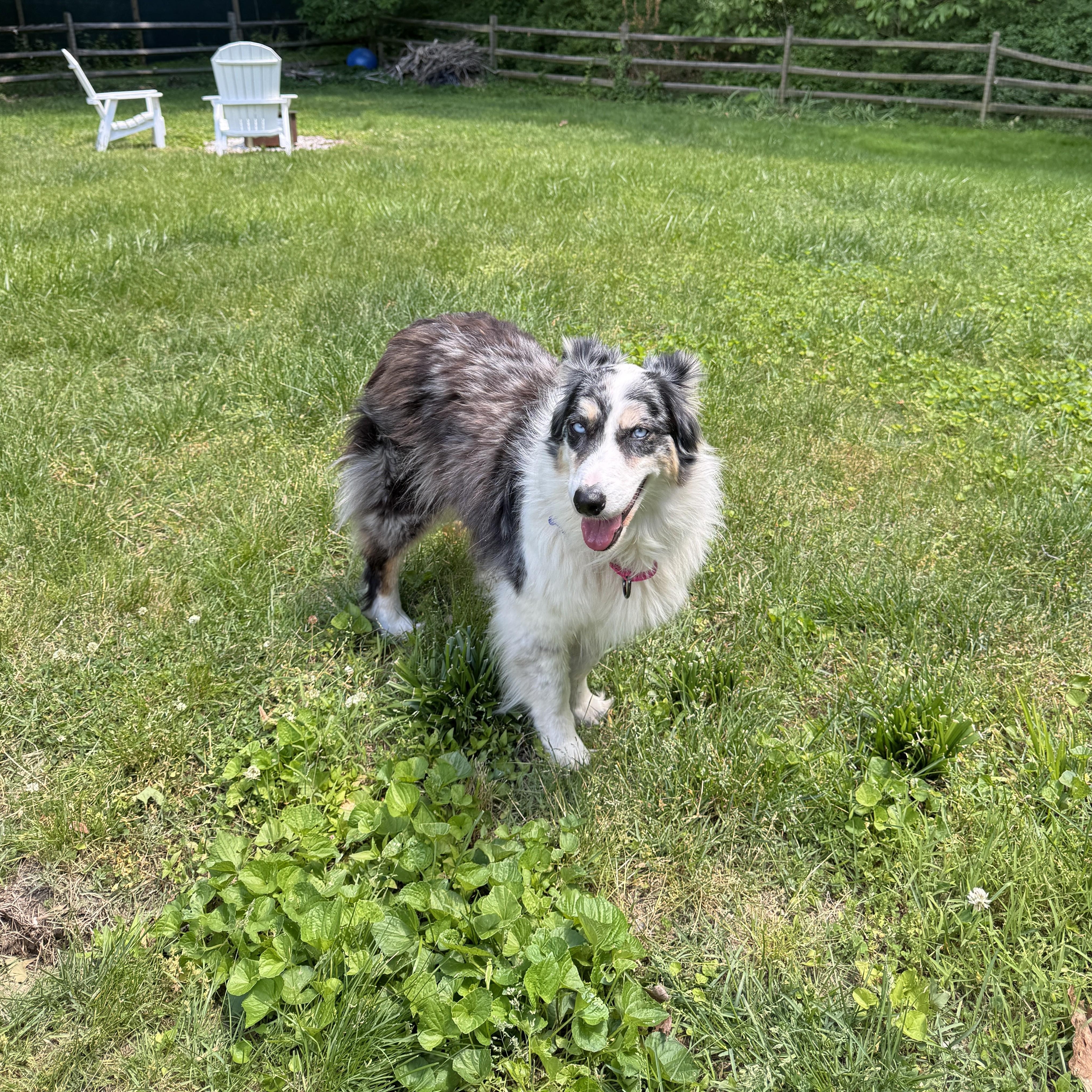 Ali, a ADOPTABLE Australian Shepherd in Alexandria, VA image 3/4