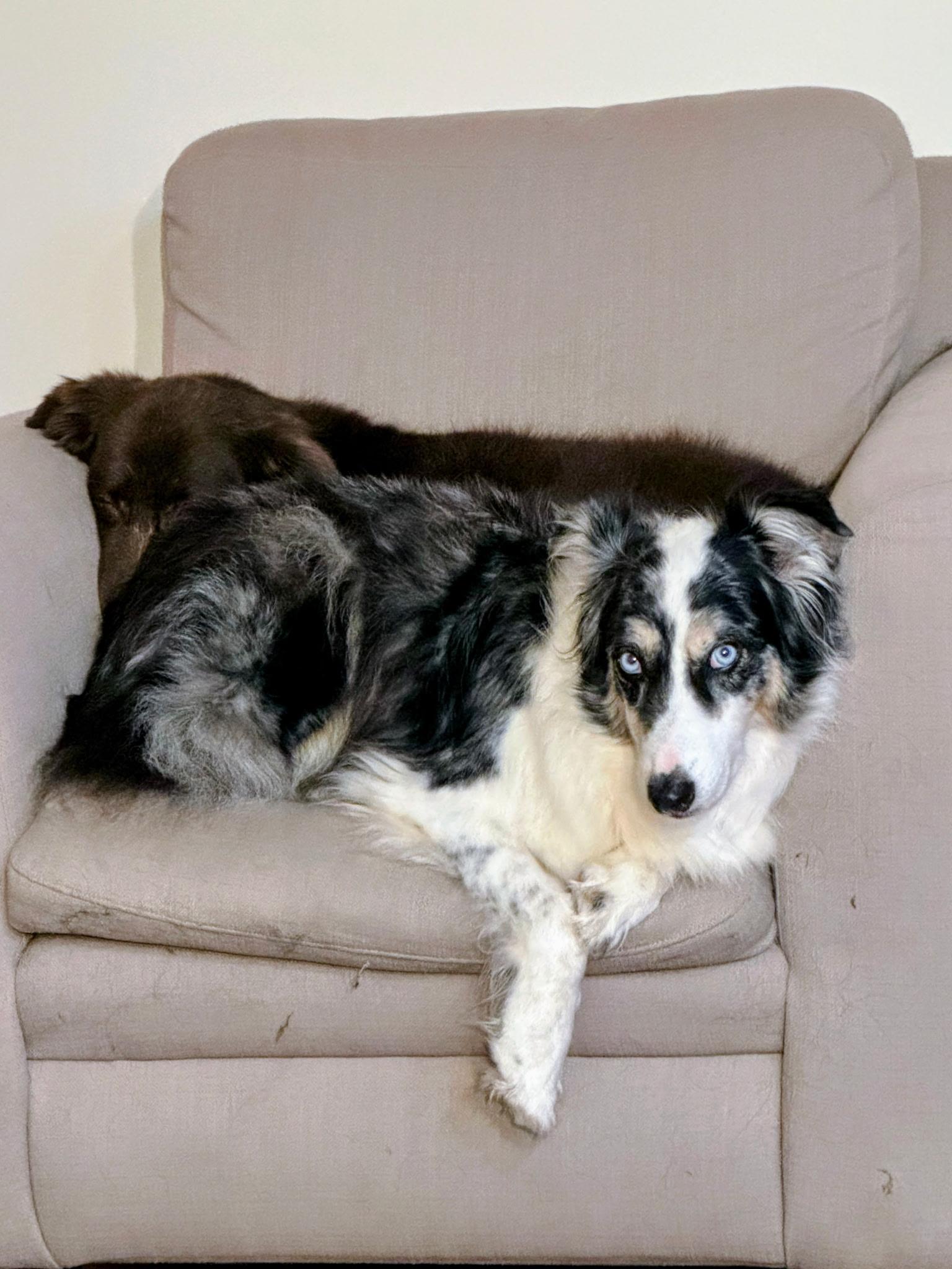 Enlarge Ali, a Adoptable Australian Shepherd in Alexandria, VA image 1/6