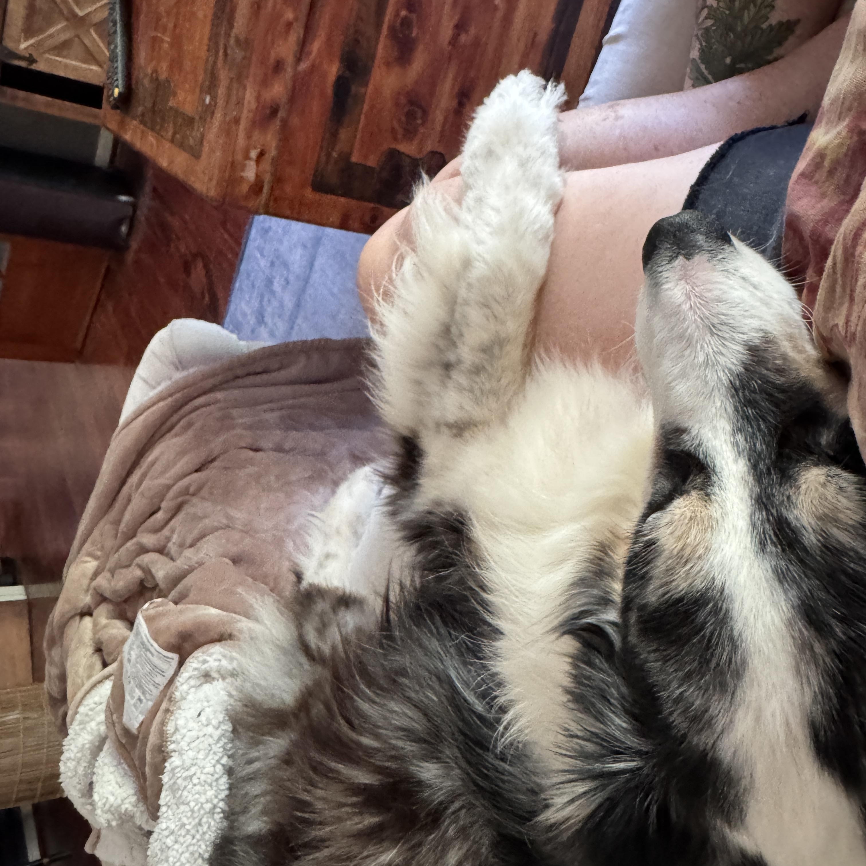 Ali, a ADOPTABLE Australian Shepherd in Alexandria, VA image 4/4