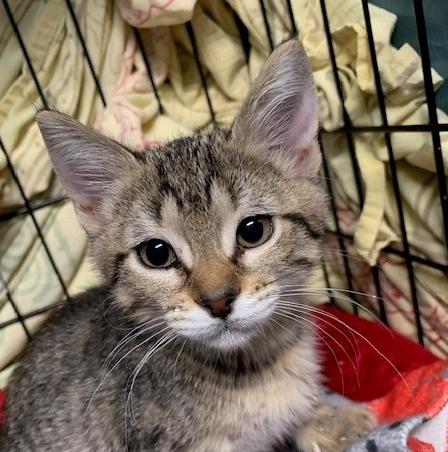 Pepper, Adoptable, Kitten Female Tabby.