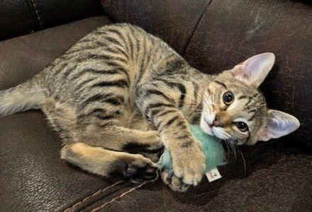 Enlarge Pepper, a Adoptable Tabby in Lafayette, LA image 2/5