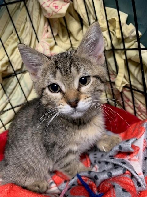 Enlarge Pepper, a Adoptable Tabby in Lafayette, LA image 4/5