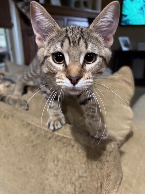 Enlarge Pepper, a Adoptable Tabby in Lafayette, LA image 3/5
