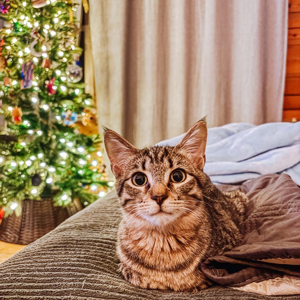 Guac 2182, Adoptable, Kitten Male Domestic Short Hair.