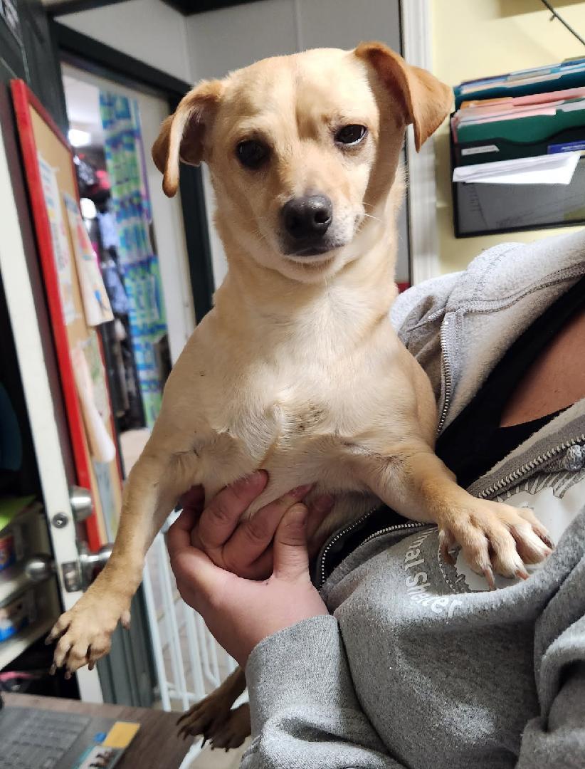 Nicky, ADOPTABLE, Adult Male Chihuahua.