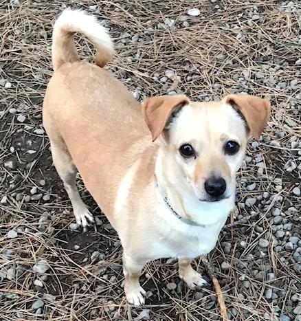 Nicky, ADOPTABLE, Adult Male Chihuahua.
