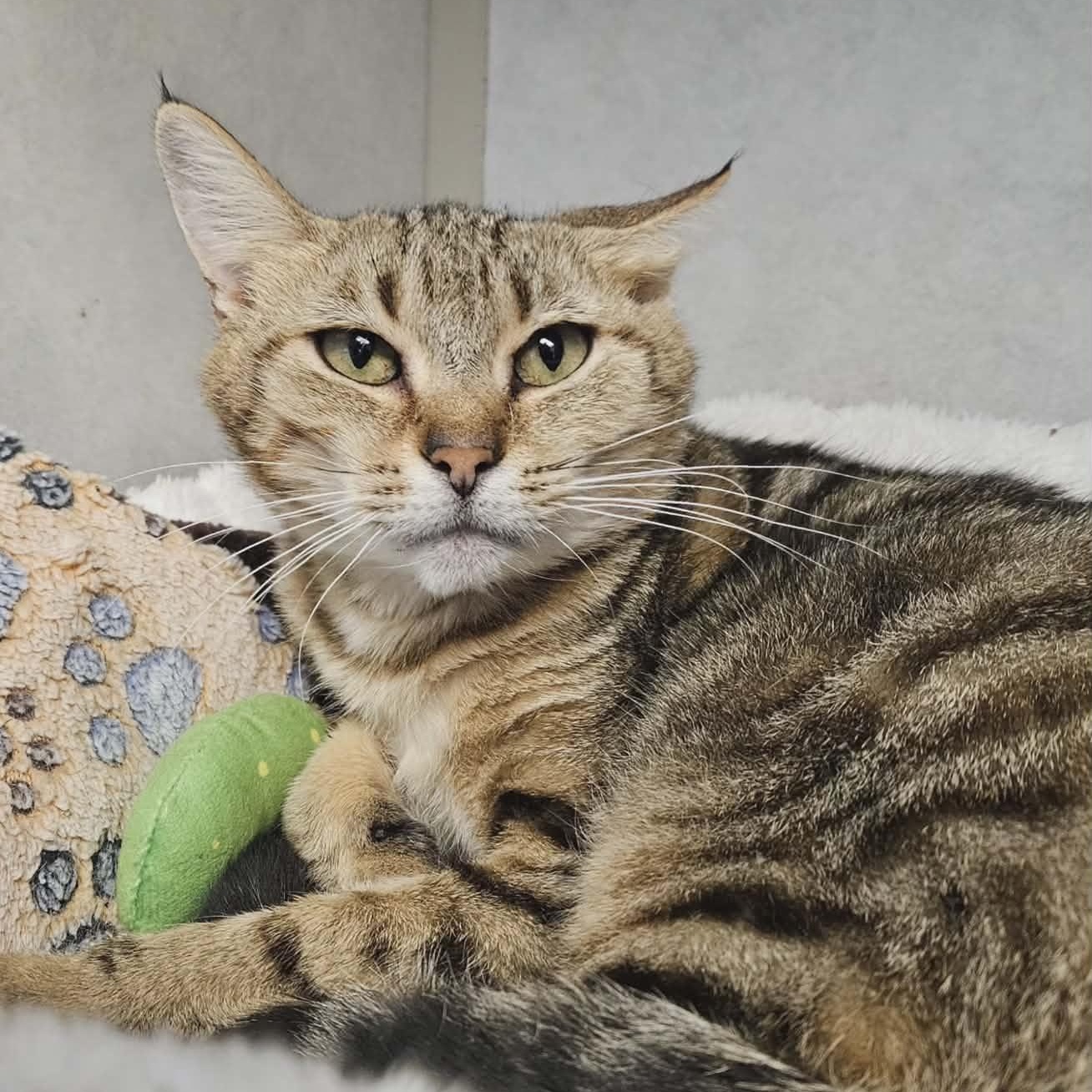 Enlarge Reagan , a ADOPTABLE Domestic Short Hair in Wapakoneta, OH image 5/5