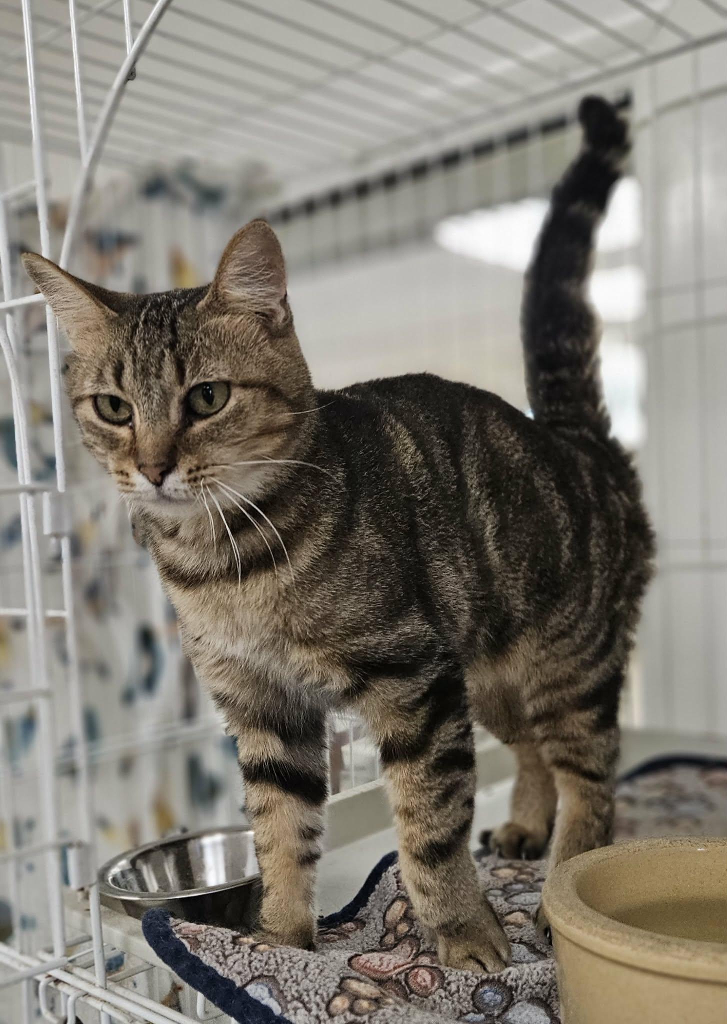 Enlarge Reagan , a ADOPTABLE Domestic Short Hair in Wapakoneta, OH image 3/6