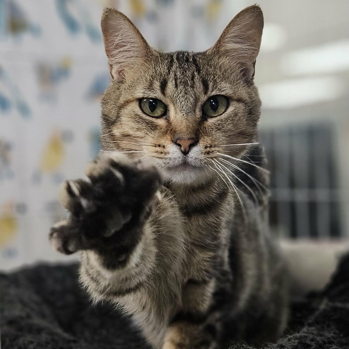 Enlarge Reagan , a ADOPTABLE Domestic Short Hair in Wapakoneta, OH image 5/6