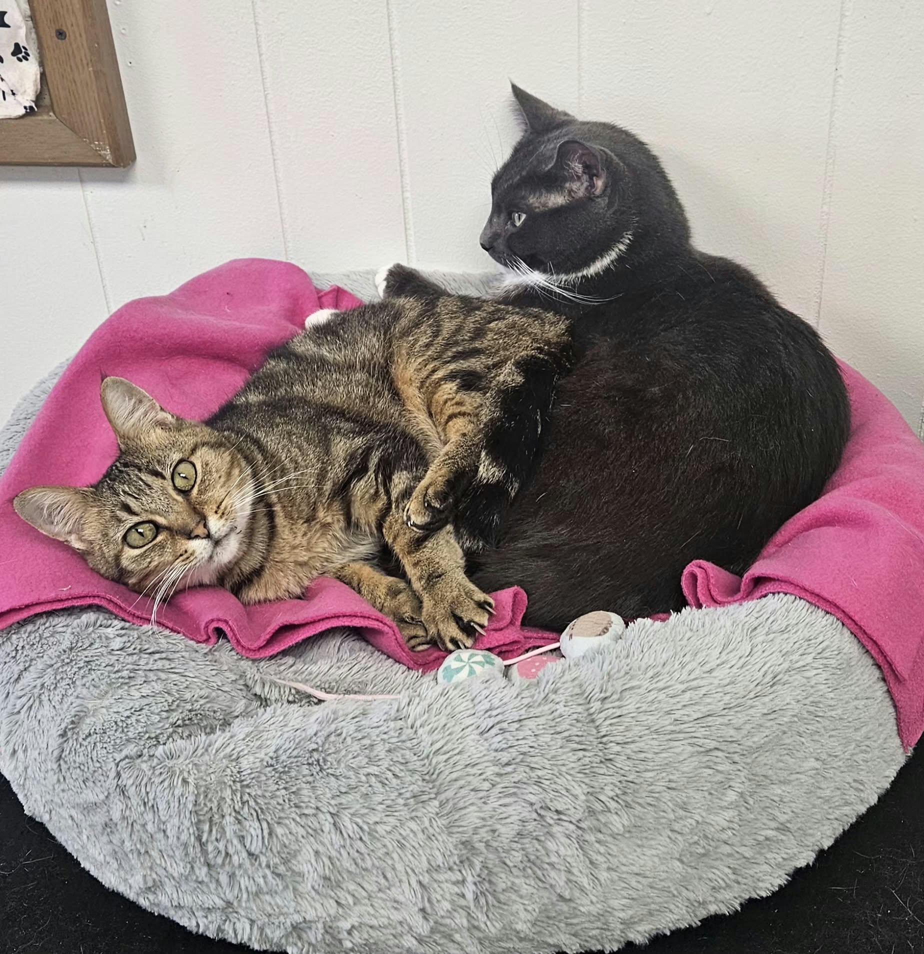 Enlarge Reagan , a Adoptable Domestic Short Hair in Wapakoneta, OH image 4/6