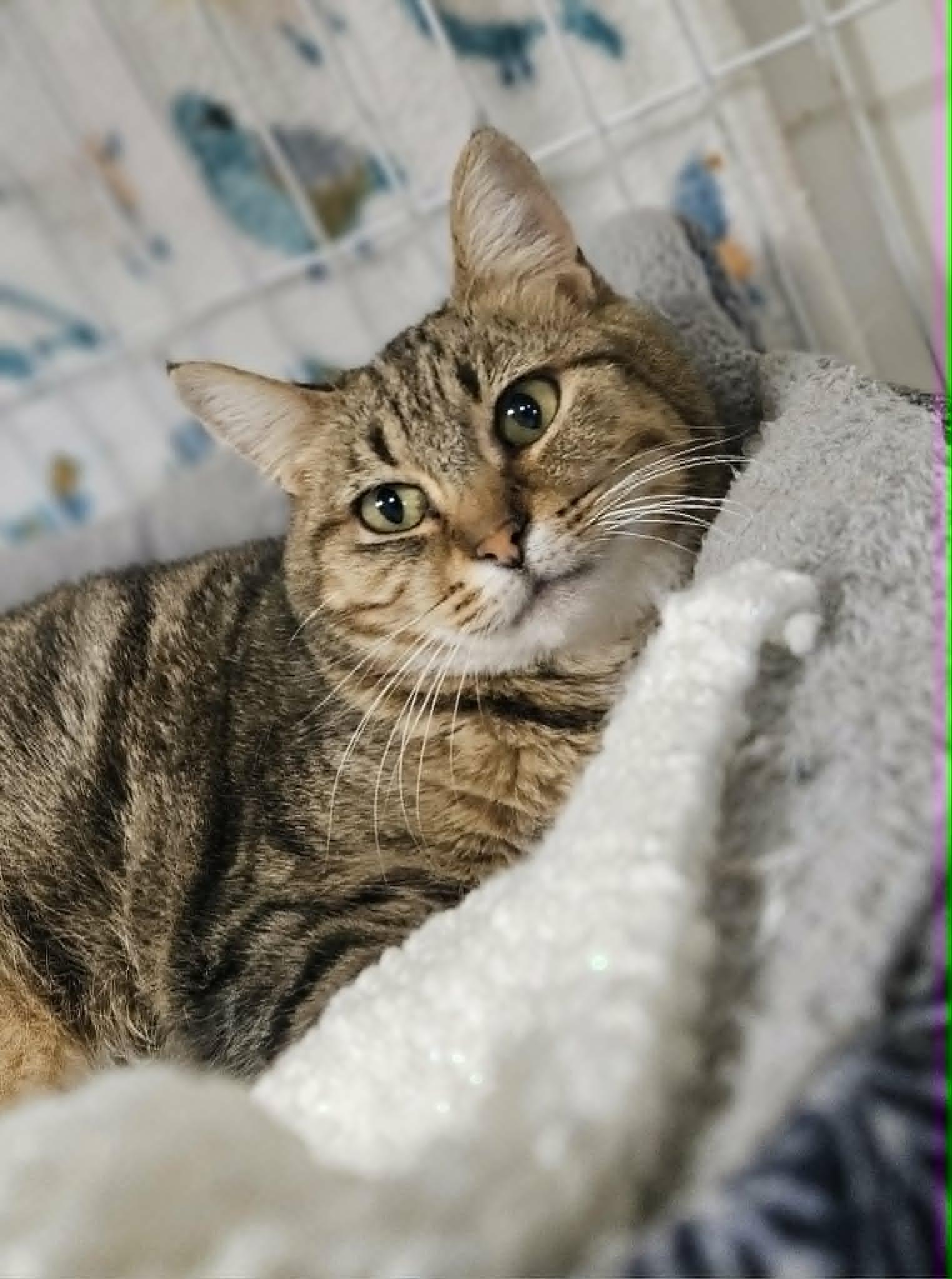 Enlarge Reagan , a ADOPTABLE Domestic Short Hair in Wapakoneta, OH image 1/5