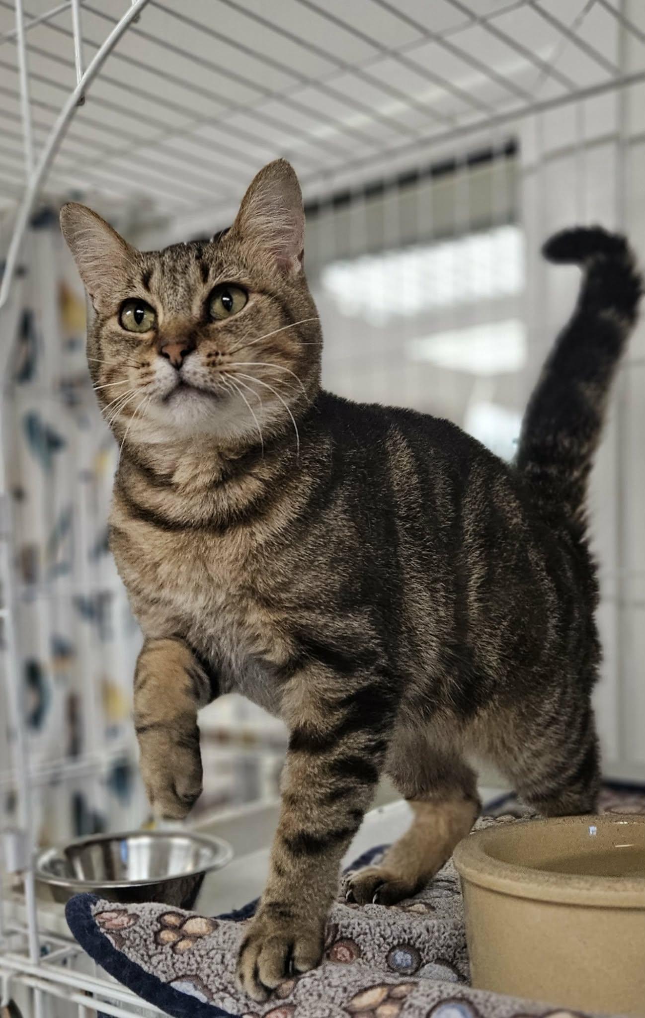 Enlarge Reagan , a ADOPTABLE Domestic Short Hair in Wapakoneta, OH image 2/6