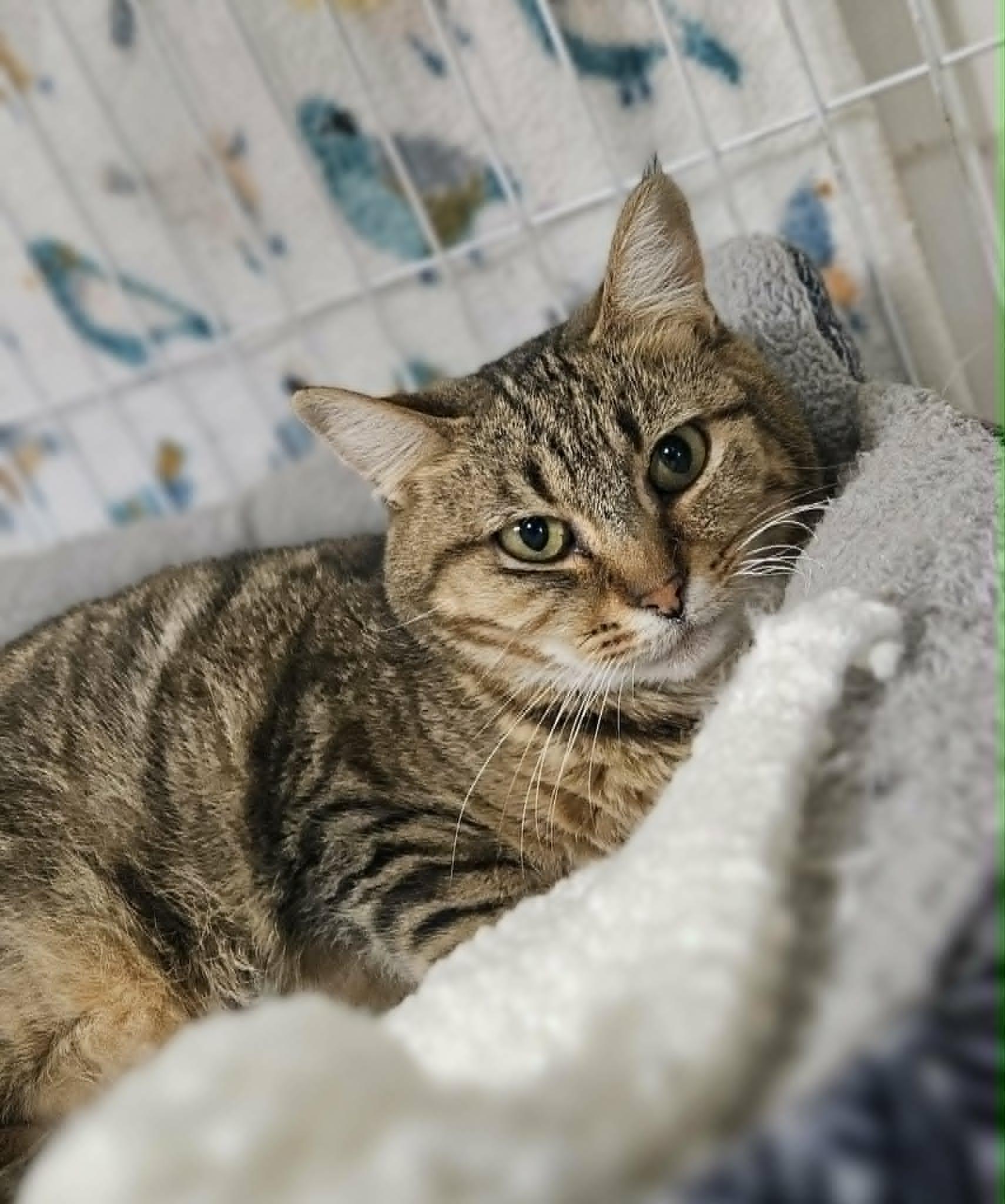 Enlarge Reagan , a ADOPTABLE Domestic Short Hair in Wapakoneta, OH image 2/5