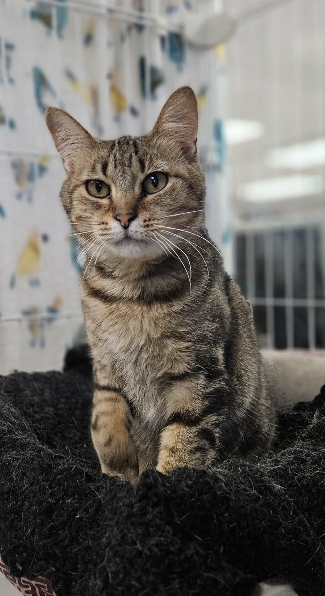 Reagan , ADOPTABLE, Adult Female Domestic Short Hair.