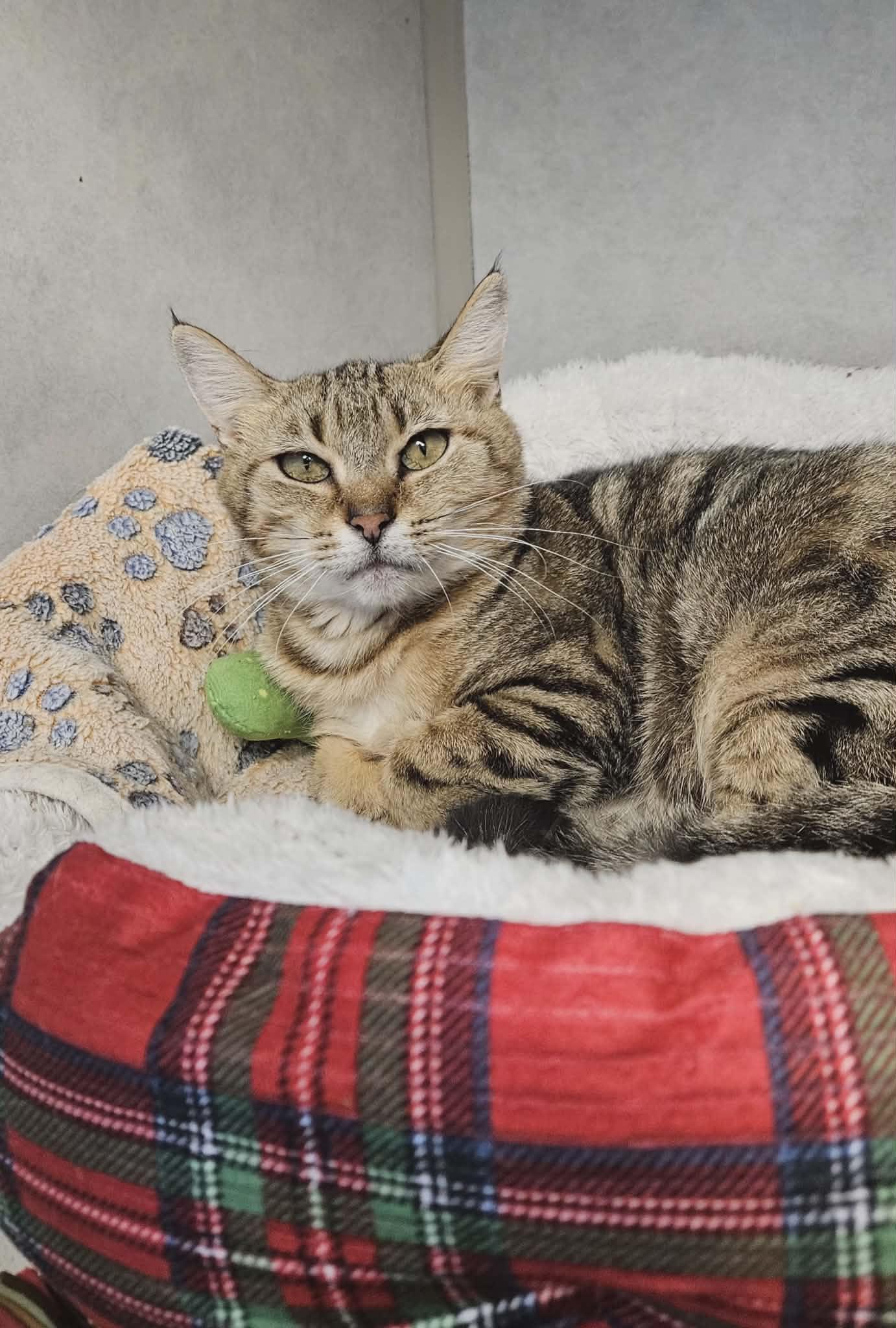 Reagan , a ADOPTABLE Domestic Short Hair in Wapakoneta, OH image 2/4