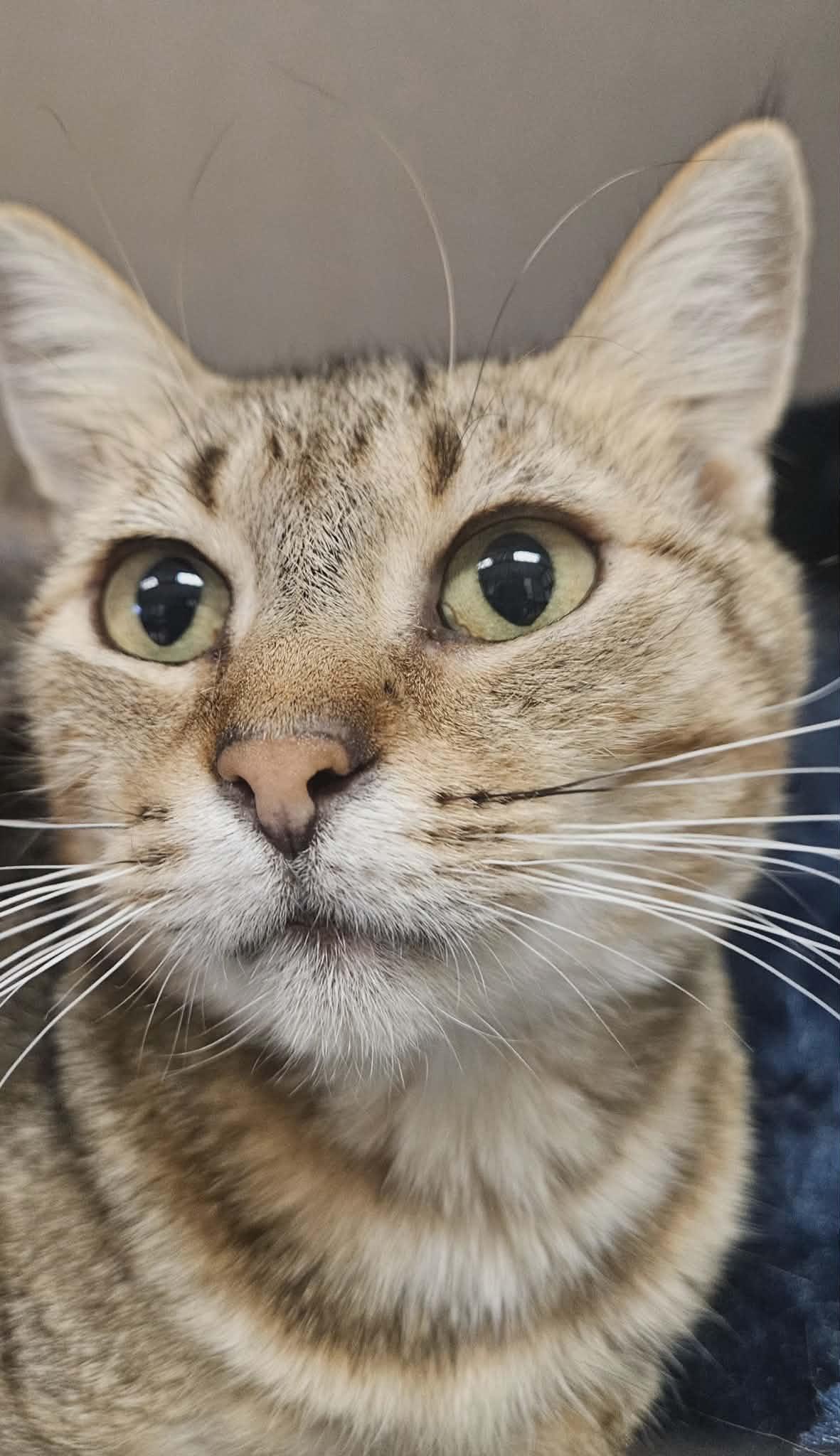 Reagan , a ADOPTABLE Domestic Short Hair in Wapakoneta, OH image 3/4