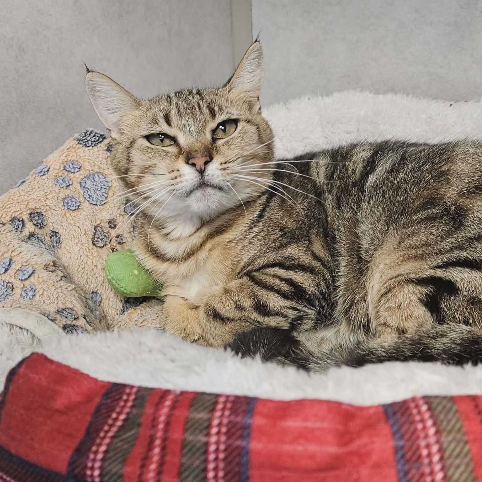 Enlarge Reagan , a ADOPTABLE Domestic Short Hair in Wapakoneta, OH image 3/5