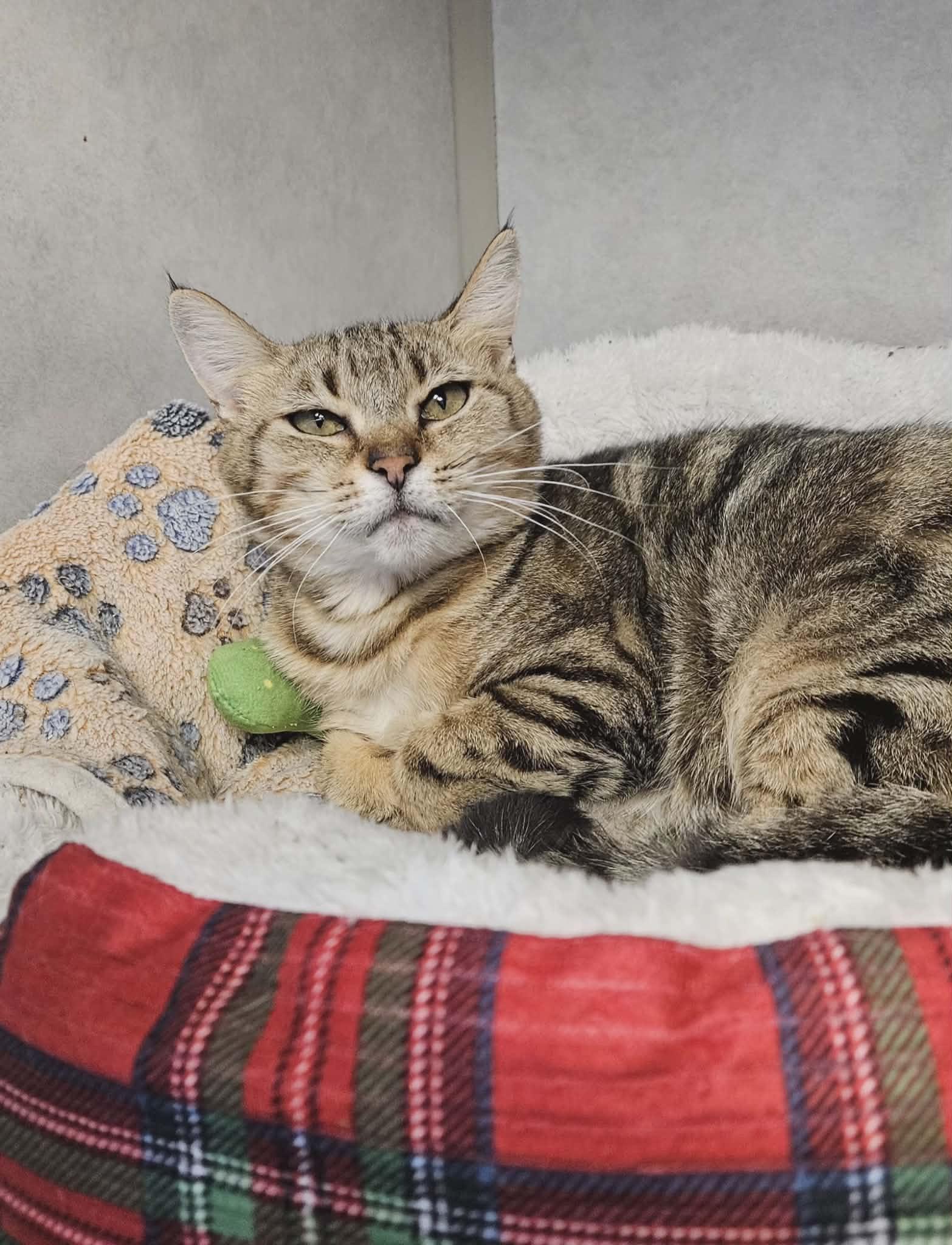 Reagan , a ADOPTABLE Domestic Short Hair in Wapakoneta, OH image 4/4