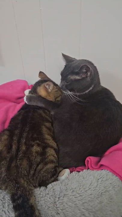 Enlarge Reagan , a Adoptable Domestic Short Hair in Wapakoneta, OH video 2/6