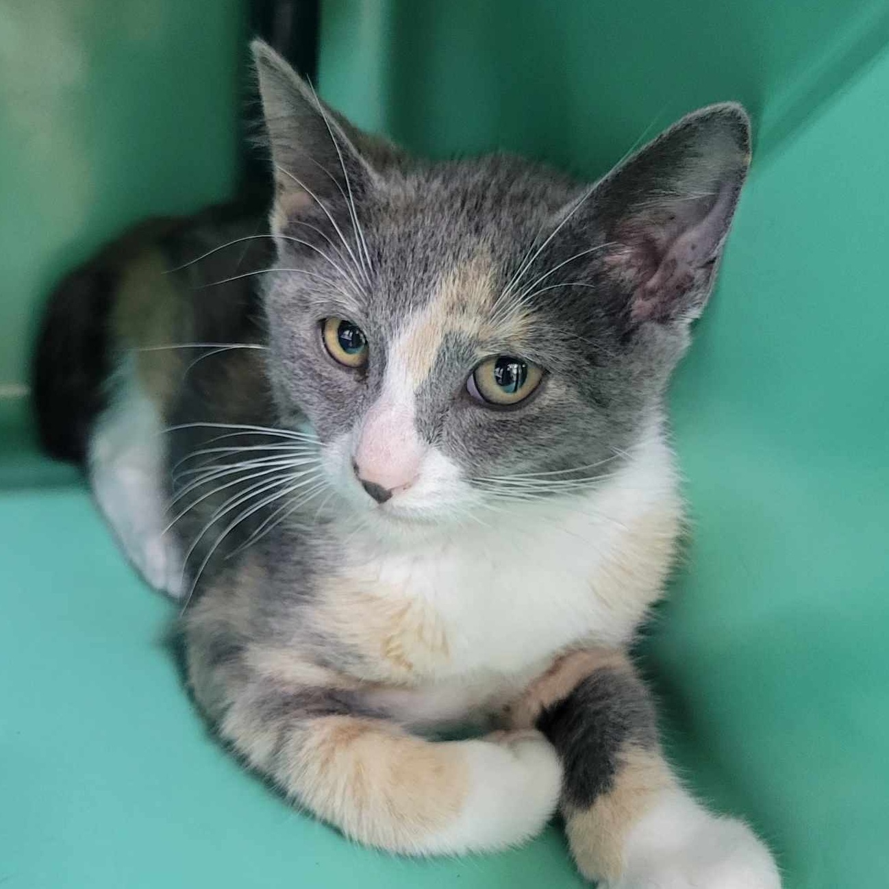 Cat for adoption ETHEL FFPR, a Domestic Short Hair in Walnut Creek