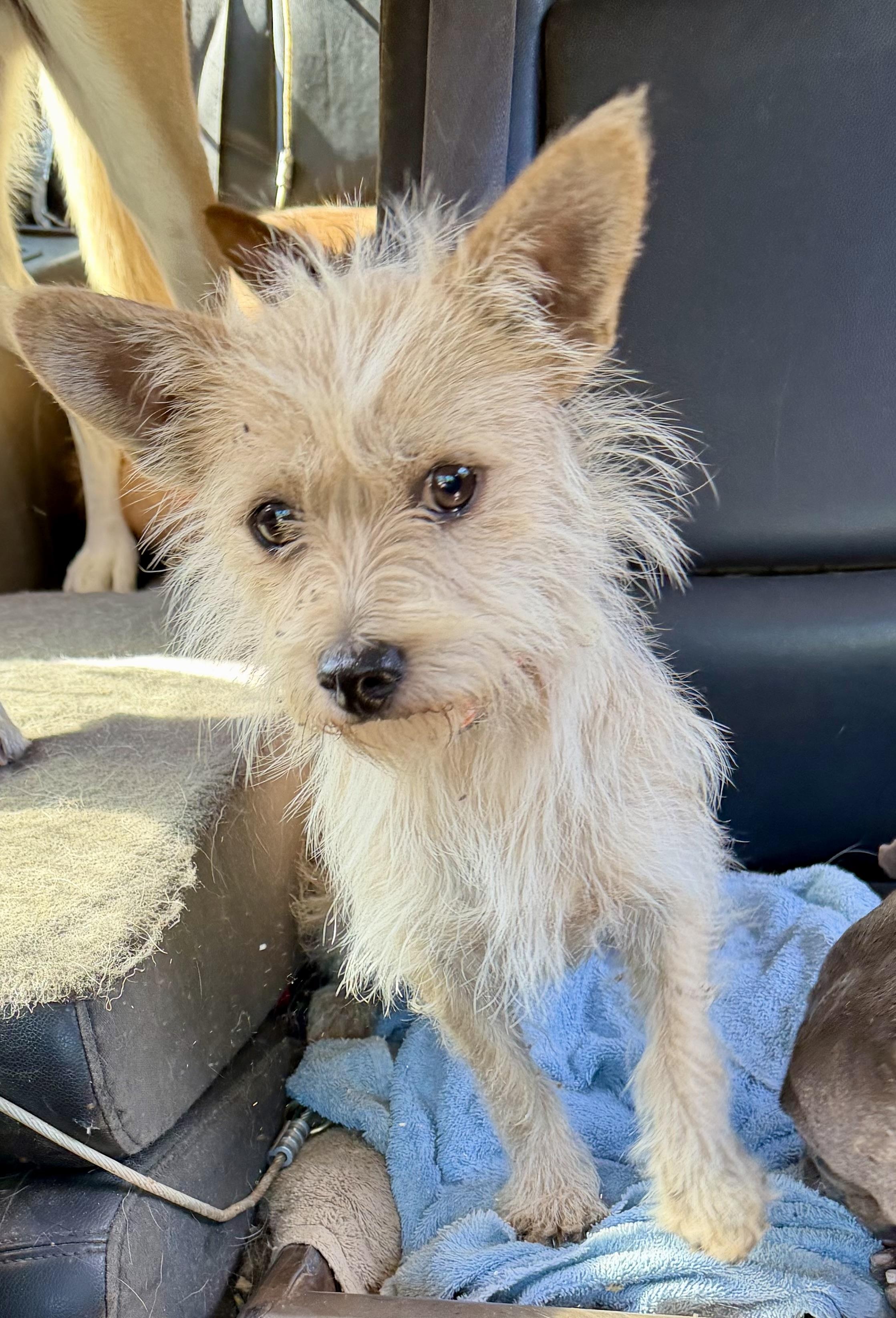Enlarge Reggie, a ADOPTABLE Cairn Terrier in Concord, CA image 6/6